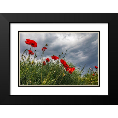 Italy-Apulia-Province of Taranto-Laterza Poppies against a stormy sky Black Modern Wood Framed Art Print with Double Matting by Wilson, Emily