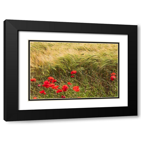 Italy-Apulia-Province of Taranto-Laterza Field of barley with poppies Black Modern Wood Framed Art Print with Double Matting by Wilson, Emily