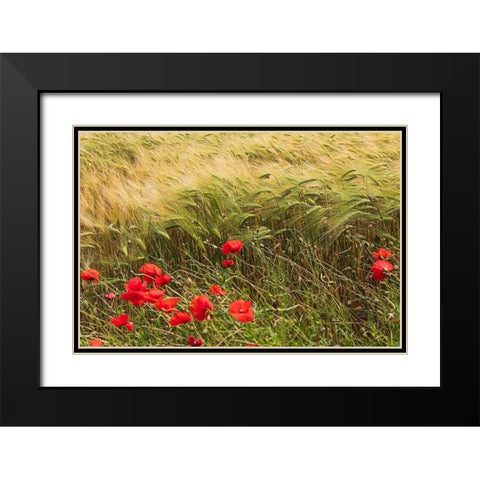 Italy-Apulia-Province of Taranto-Laterza Field of barley with poppies Black Modern Wood Framed Art Print with Double Matting by Wilson, Emily