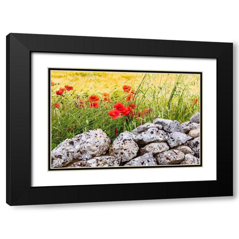 Italy-Apulia-Province of Taranto-Laterza Field of barley with poppies and an old stone wall Black Modern Wood Framed Art Print with Double Matting by Wilson, Emily