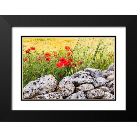 Italy-Apulia-Province of Taranto-Laterza Field of barley with poppies and an old stone wall Black Modern Wood Framed Art Print with Double Matting by Wilson, Emily