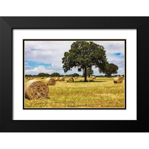 Italy-Apulia-Metropolitan City of Bari-Gioia del Colle Bales of hay in a field Black Modern Wood Framed Art Print with Double Matting by Wilson, Emily