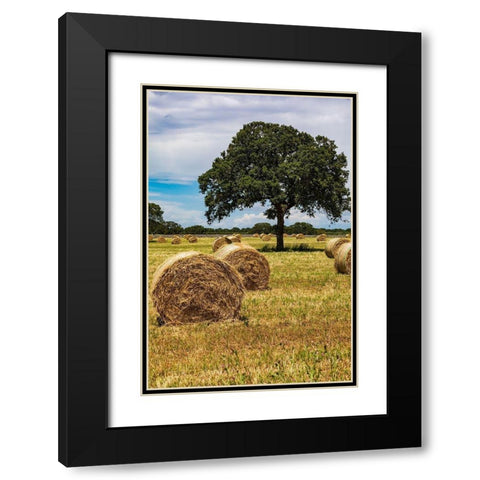 Italy-Apulia-Metropolitan City of Bari-Gioia del Colle Bales of hay in a field Black Modern Wood Framed Art Print with Double Matting by Wilson, Emily
