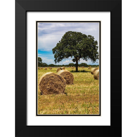 Italy-Apulia-Metropolitan City of Bari-Gioia del Colle Bales of hay in a field Black Modern Wood Framed Art Print with Double Matting by Wilson, Emily