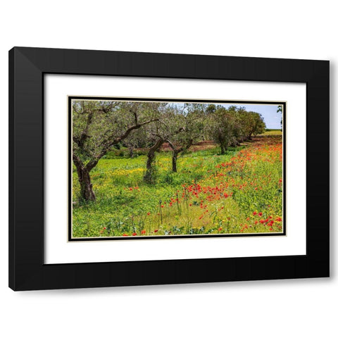 Italy-Apulia-Metropolitan City of Bari-Gioia del Colle Poppies growing amid rows of olive trees Black Modern Wood Framed Art Print with Double Matting by Wilson, Emily