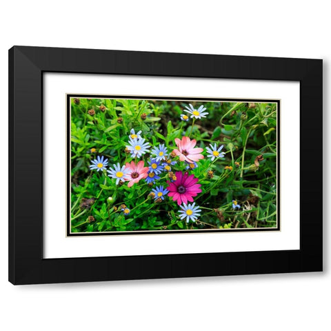 Italy-Apulia-Metropolitan City of Bari-Gioia del Colle Colorful wildflowers Black Modern Wood Framed Art Print with Double Matting by Wilson, Emily