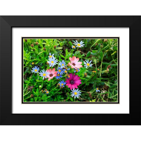 Italy-Apulia-Metropolitan City of Bari-Gioia del Colle Colorful wildflowers Black Modern Wood Framed Art Print with Double Matting by Wilson, Emily