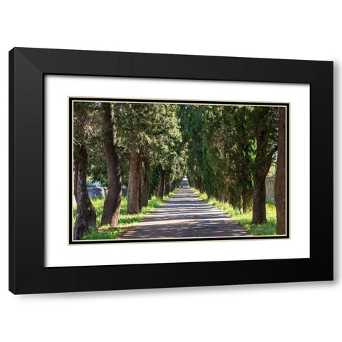 Italy-Apulia-Metropolitan City of Bari-Locorotondo Tree-lined walkway Black Modern Wood Framed Art Print with Double Matting by Wilson, Emily