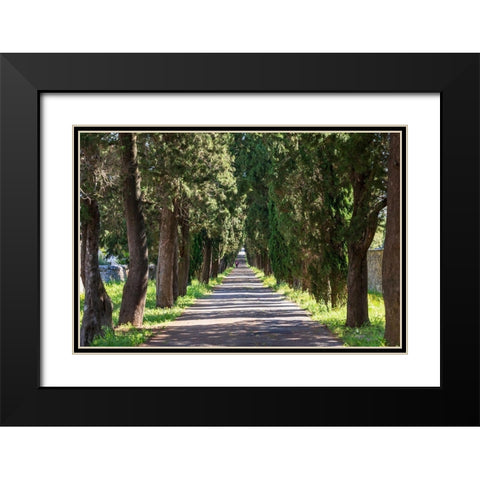 Italy-Apulia-Metropolitan City of Bari-Locorotondo Tree-lined walkway Black Modern Wood Framed Art Print with Double Matting by Wilson, Emily
