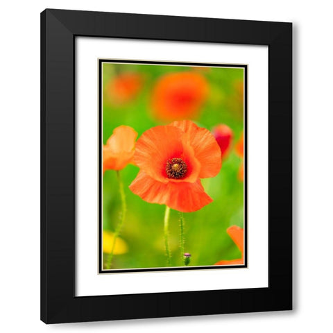 Italy-Apulia-Province of Bari Countryside with poppies and olive trees Black Modern Wood Framed Art Print with Double Matting by Wilson, Emily