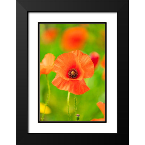 Italy-Apulia-Province of Bari Countryside with poppies and olive trees Black Modern Wood Framed Art Print with Double Matting by Wilson, Emily