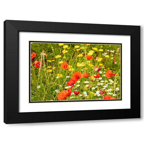 Italy-Apulia-Province of Bari Countryside with poppies and other wildflowers Black Modern Wood Framed Art Print with Double Matting by Wilson, Emily