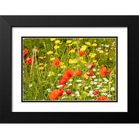 Italy-Apulia-Province of Bari Countryside with poppies and other wildflowers Black Modern Wood Framed Art Print with Double Matting by Wilson, Emily