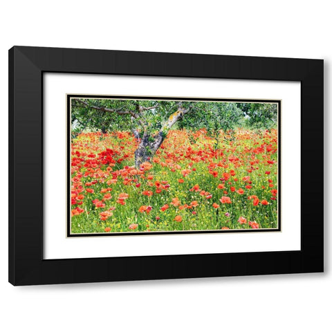 Italy-Apulia-Province of Bari Countryside with poppies and olive trees Black Modern Wood Framed Art Print with Double Matting by Wilson, Emily