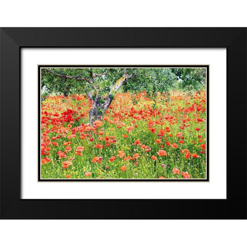 Italy-Apulia-Province of Bari Countryside with poppies and olive trees Black Modern Wood Framed Art Print with Double Matting by Wilson, Emily