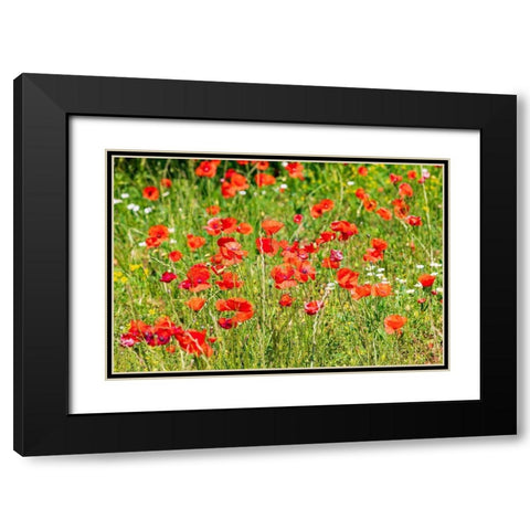 Italy-Apulia-Province of Bari Countryside with poppies  Black Modern Wood Framed Art Print with Double Matting by Wilson, Emily