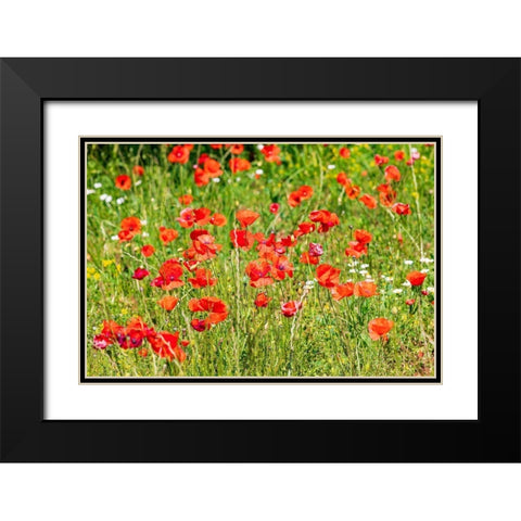 Italy-Apulia-Province of Bari Countryside with poppies  Black Modern Wood Framed Art Print with Double Matting by Wilson, Emily