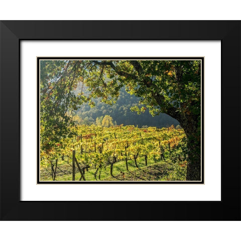 Italy-Chianti Vineyard in autumn in the Chianti region of Tuscany Black Modern Wood Framed Art Print with Double Matting by Eggers, Julie