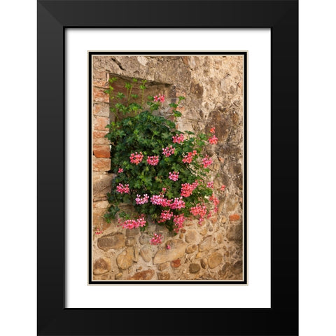Italy-Tuscany Pink ivy geraniums blooming in a window in Tuscany Black Modern Wood Framed Art Print with Double Matting by Eggers, Julie