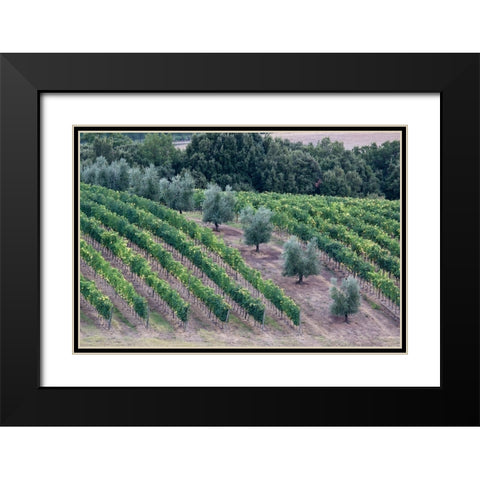 Italy-Tuscany Vineyard and olive trees in the Tuscan landscape Black Modern Wood Framed Art Print with Double Matting by Eggers, Julie