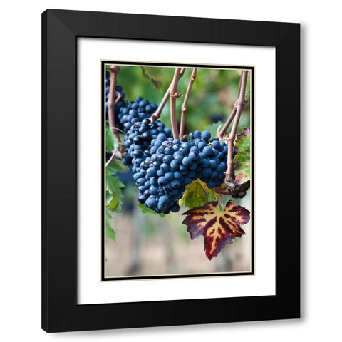 Italy-Tuscany Grapes on the vine in a vineyard in Tuscany Black Modern Wood Framed Art Print with Double Matting by Eggers, Julie