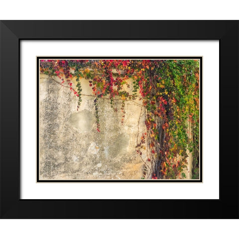 Italy-Tuscany-Monticchiello Red ivy covering the walls of the buildings Black Modern Wood Framed Art Print with Double Matting by Eggers, Julie