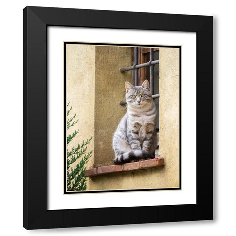 Italy-Tuscany-Pienza Cat sitting on a window ledge along the streets Black Modern Wood Framed Art Print with Double Matting by Eggers, Julie