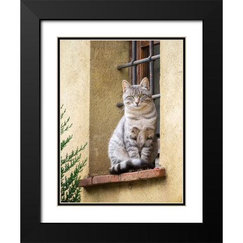Italy-Tuscany-Pienza Cat sitting on a window ledge along the streets Black Modern Wood Framed Art Print with Double Matting by Eggers, Julie
