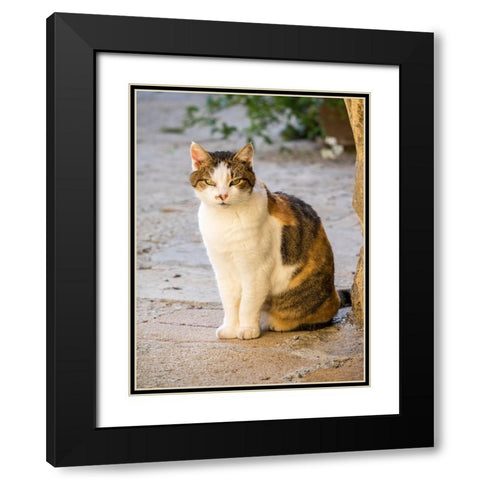 Italy-Tuscany-Monticchiello Tabby cat Black Modern Wood Framed Art Print with Double Matting by Eggers, Julie