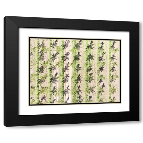 Italy-Mantua-poplar tree plantation-poplar trees are used to produce pulp for paper making Black Modern Wood Framed Art Print with Double Matting by Molinari, Michele