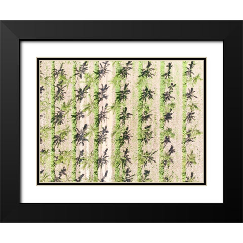 Italy-Mantua-poplar tree plantation-poplar trees are used to produce pulp for paper making Black Modern Wood Framed Art Print with Double Matting by Molinari, Michele