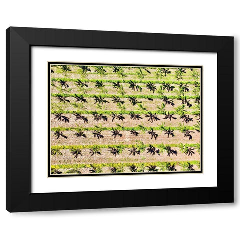 Italy-Mantua-poplar tree plantation-poplar trees are used to produce pulp for paper making Black Modern Wood Framed Art Print with Double Matting by Molinari, Michele