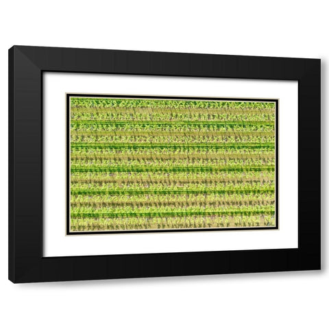 Italy-Valpolicella vineyards Black Modern Wood Framed Art Print with Double Matting by Molinari, Michele