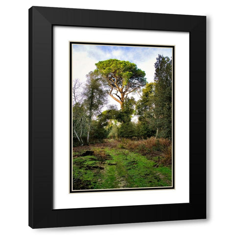 Italy-Riserva Naturale di Massaciuccoli San Rossore-protected coastal forest in Tuscany Black Modern Wood Framed Art Print with Double Matting by Molinari, Michele