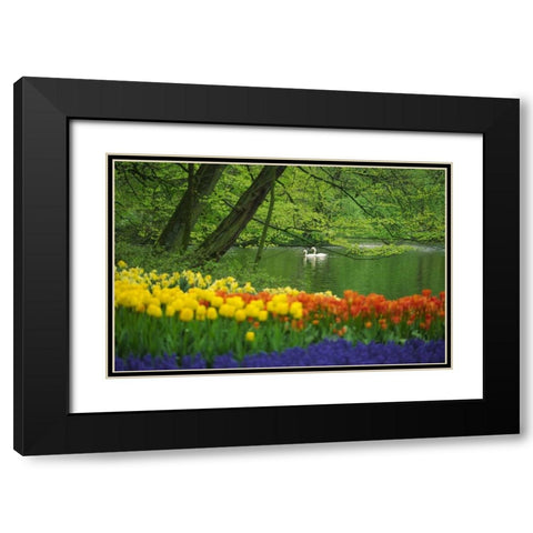 Netherlands, Lisse White swans on pond in spring Black Modern Wood Framed Art Print with Double Matting by Satushek, Steve