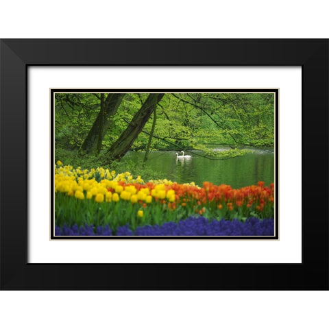 Netherlands, Lisse White swans on pond in spring Black Modern Wood Framed Art Print with Double Matting by Satushek, Steve