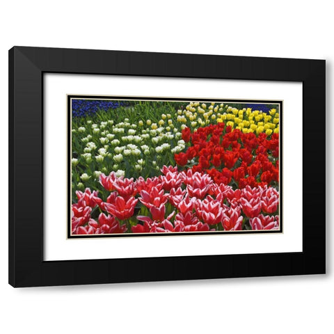 Netherlands, Lisse Tulips and other flowers Black Modern Wood Framed Art Print with Double Matting by Flaherty, Dennis