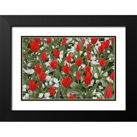 Netherlands, Lisse Tulips and other flowers Black Modern Wood Framed Art Print with Double Matting by Flaherty, Dennis