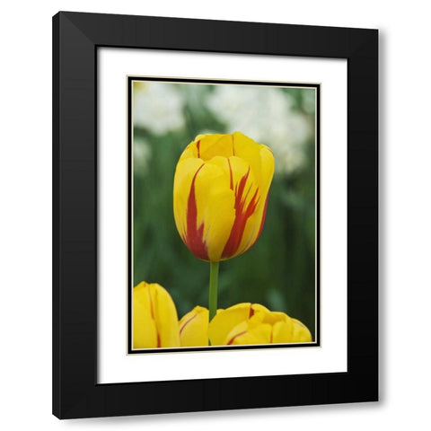 Netherlands, Lisse Tulip variety Black Modern Wood Framed Art Print with Double Matting by Flaherty, Dennis