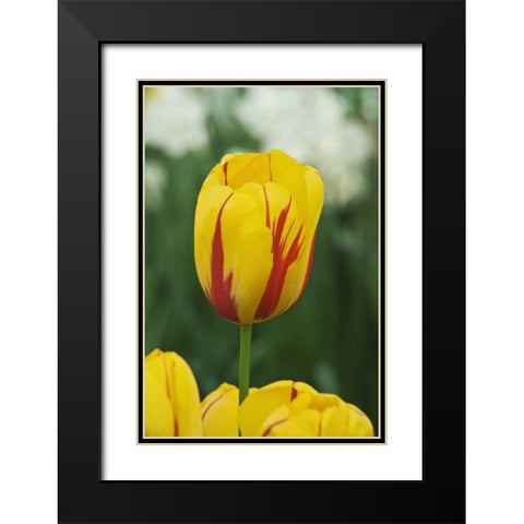 Netherlands, Lisse Tulip variety Black Modern Wood Framed Art Print with Double Matting by Flaherty, Dennis