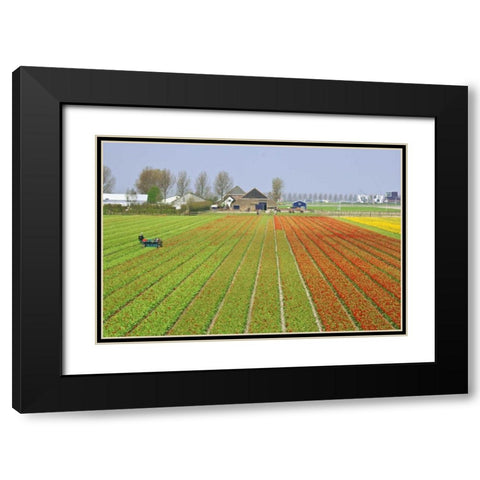 Netherlands, Lisse Tulip farm flower fields Black Modern Wood Framed Art Print with Double Matting by Flaherty, Dennis