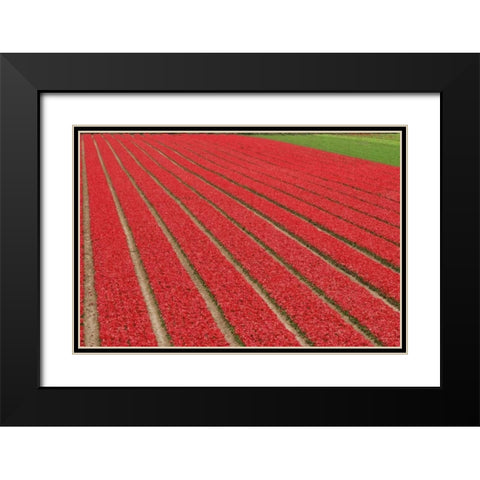 Netherlands, Lisse Red tulips on a flower farm Black Modern Wood Framed Art Print with Double Matting by Flaherty, Dennis