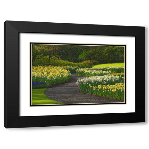 Netherlands, Lisse Path through daffodils Black Modern Wood Framed Art Print with Double Matting by Flaherty, Dennis