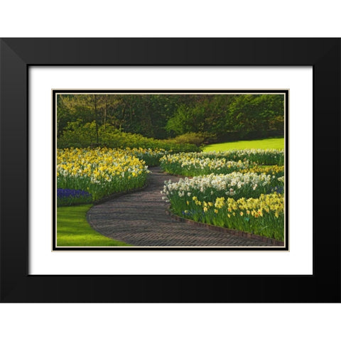 Netherlands, Lisse Path through daffodils Black Modern Wood Framed Art Print with Double Matting by Flaherty, Dennis