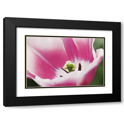 Holland, Lisse, Close up of a pink tulip Black Modern Wood Framed Art Print with Double Matting by Flaherty, Dennis