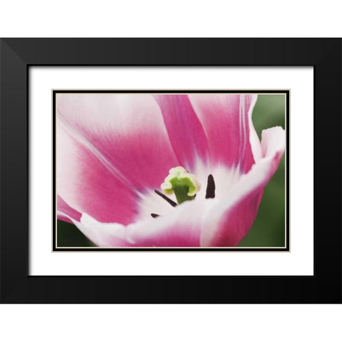 Holland, Lisse, Close up of a pink tulip Black Modern Wood Framed Art Print with Double Matting by Flaherty, Dennis
