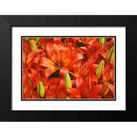Holland, Lisse Orange lilies in the gardens Black Modern Wood Framed Art Print with Double Matting by Flaherty, Dennis