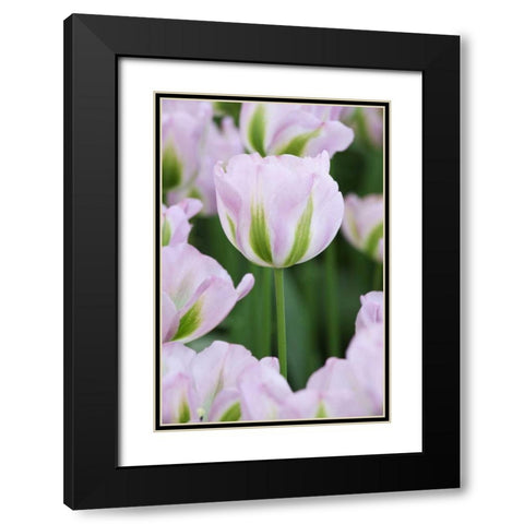 Holland, Lisse, Close up of pink tulips Black Modern Wood Framed Art Print with Double Matting by Flaherty, Dennis