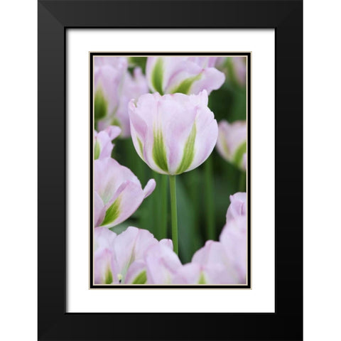 Holland, Lisse, Close up of pink tulips Black Modern Wood Framed Art Print with Double Matting by Flaherty, Dennis