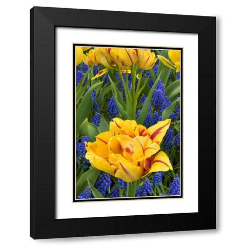 Netherlands, Lisse Tulips and grape hyacinth Black Modern Wood Framed Art Print with Double Matting by Bush, Marie